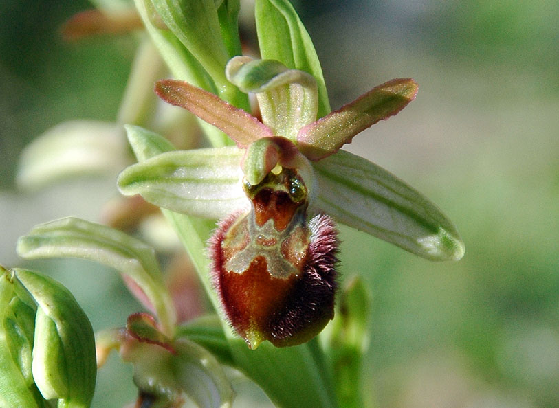 Ophrys sphegodes da determinare